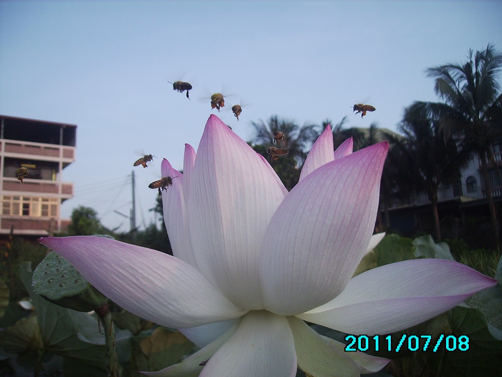 http://i.dcview.tw/gallery/201107/47ada0de1839fab471a5733182b05277.jpg