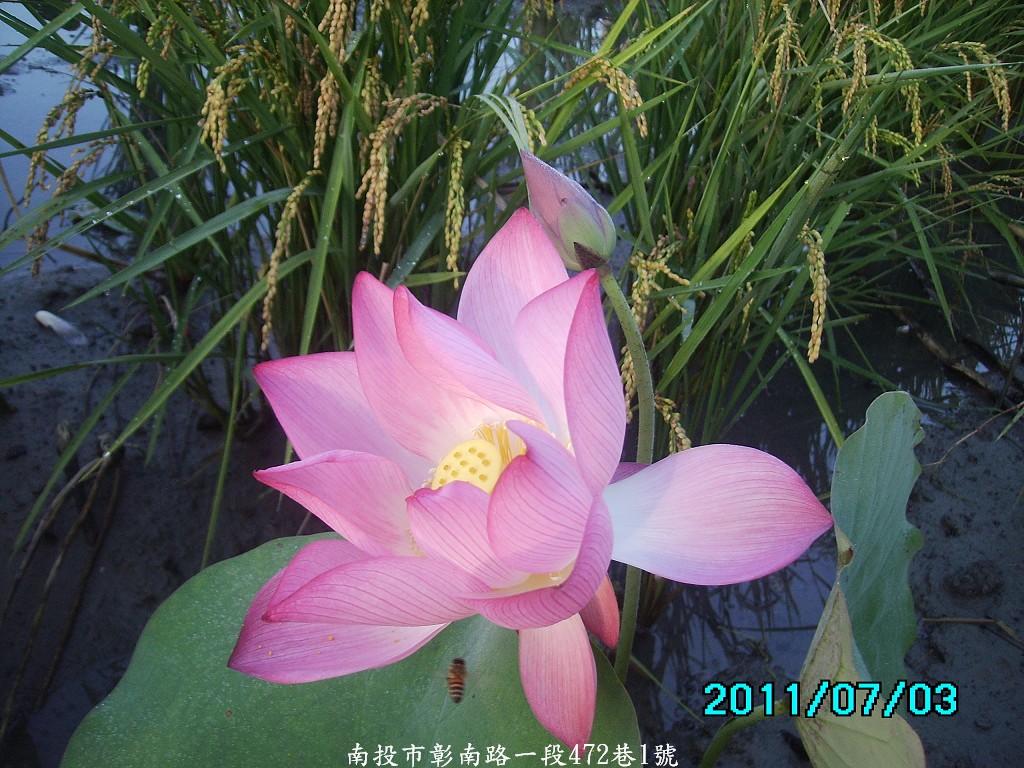 http://i.dcview.tw/gallery/201107/47e3fbb2121765288f8d8ce0b6226504.jpg
