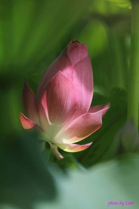 http://i.dcview.tw/gallery/201107/49facd3d316a329f70da1acd7d29601d.jpg