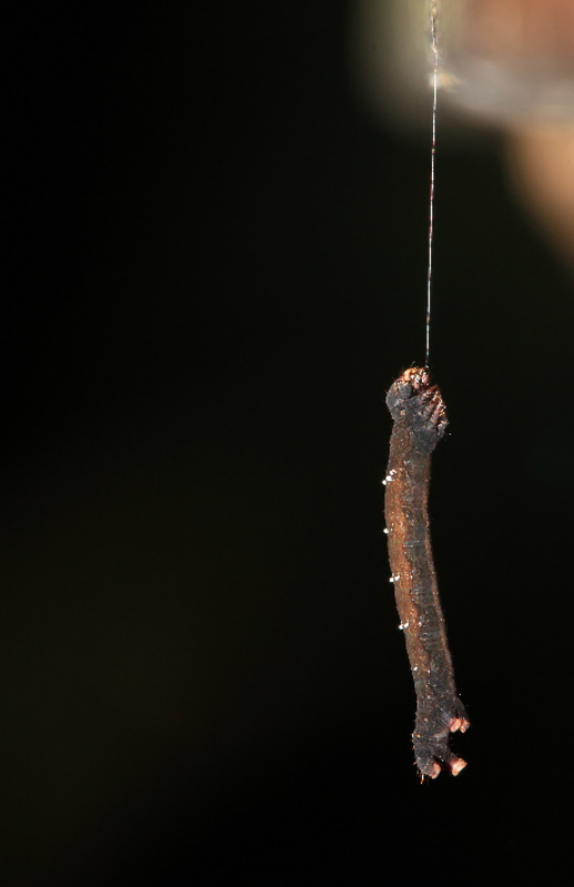 http://i.dcview.tw/gallery/201107/4a6e685670954c1530d2e36af0278151.jpg
