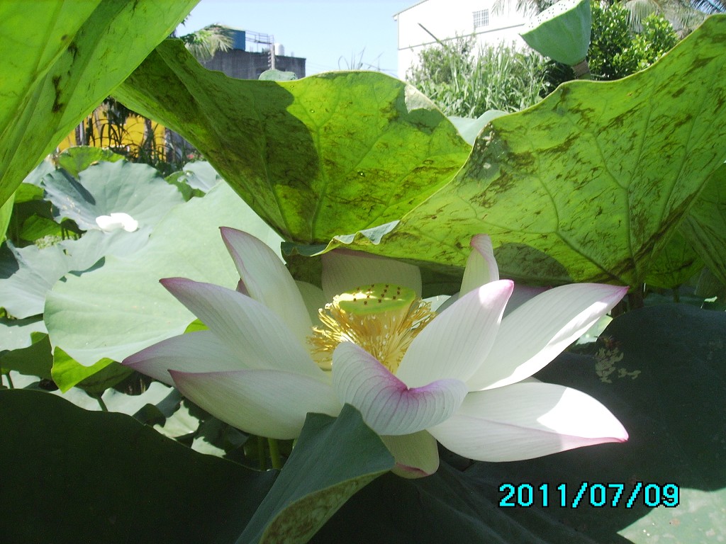 http://i.dcview.tw/gallery/201107/4af466184771de165921ba17d935c2ff.jpg