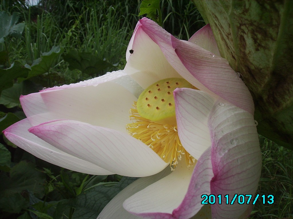 http://i.dcview.tw/gallery/201107/4b4c4276ce7978d9b45220fe78cba58f.jpg