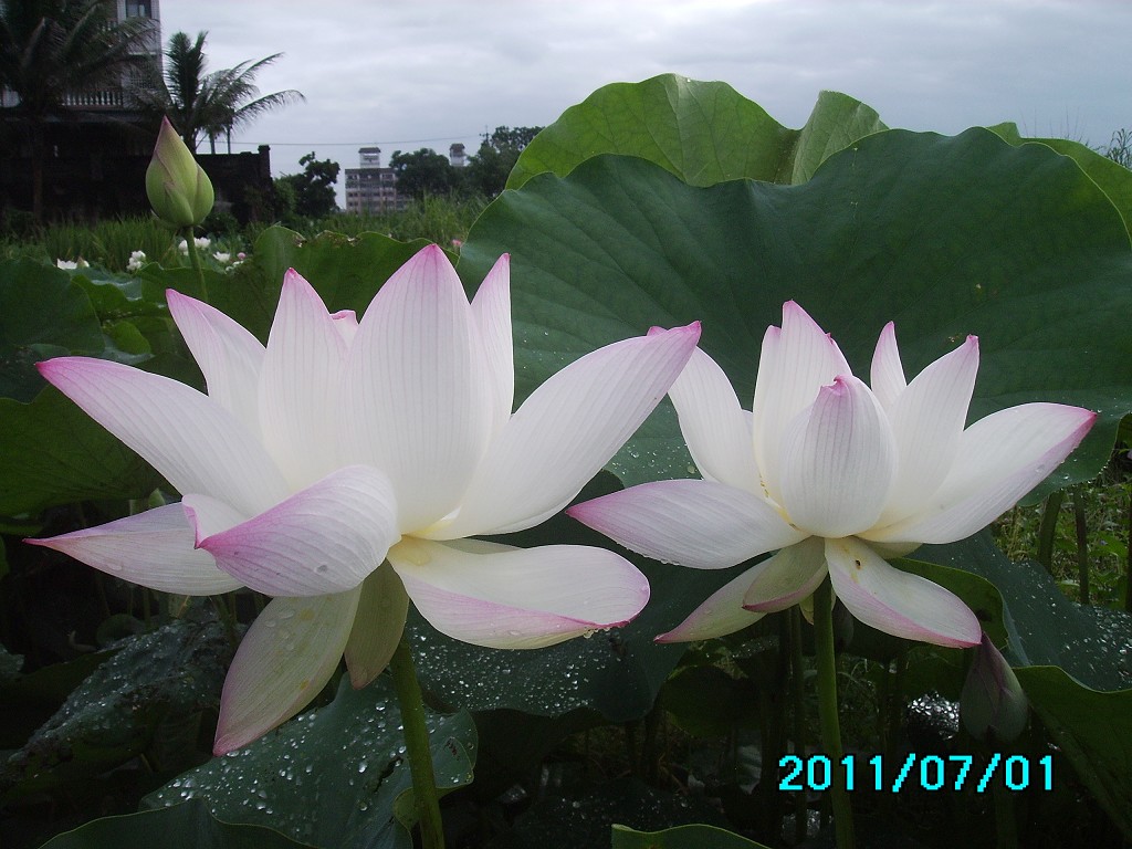 http://i.dcview.tw/gallery/201107/4bf9ee5c51d4387c8a68158240c8eb1f.jpg