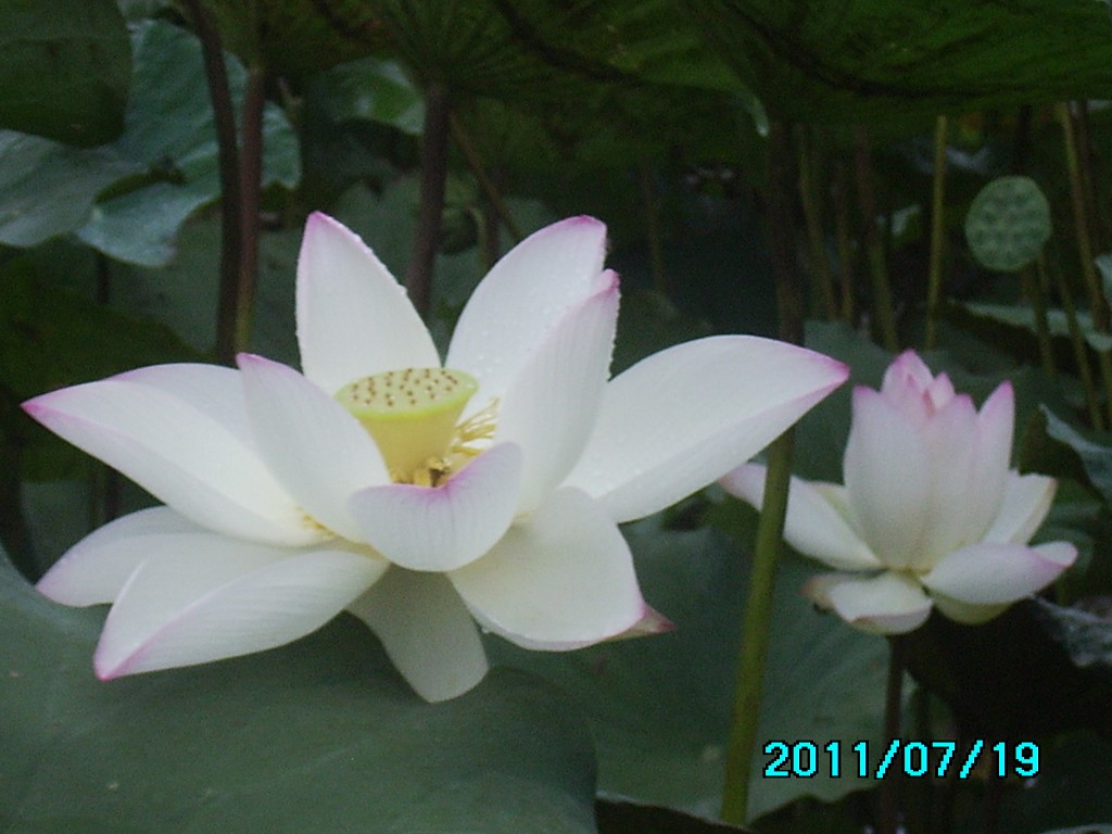 http://i.dcview.tw/gallery/201107/4c8b954d58da3bfe43600d599a1a137e.jpg
