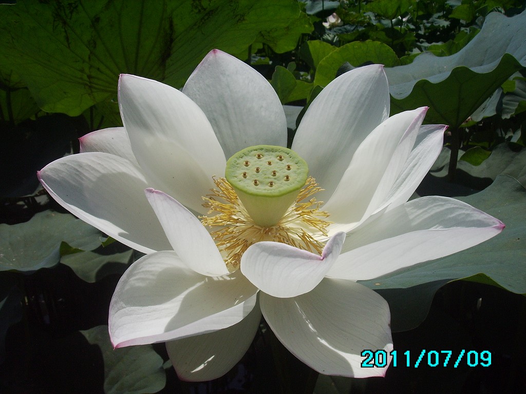 http://i.dcview.tw/gallery/201107/5099b6a17d8002bfdd9ffcff3c9a283f.jpg