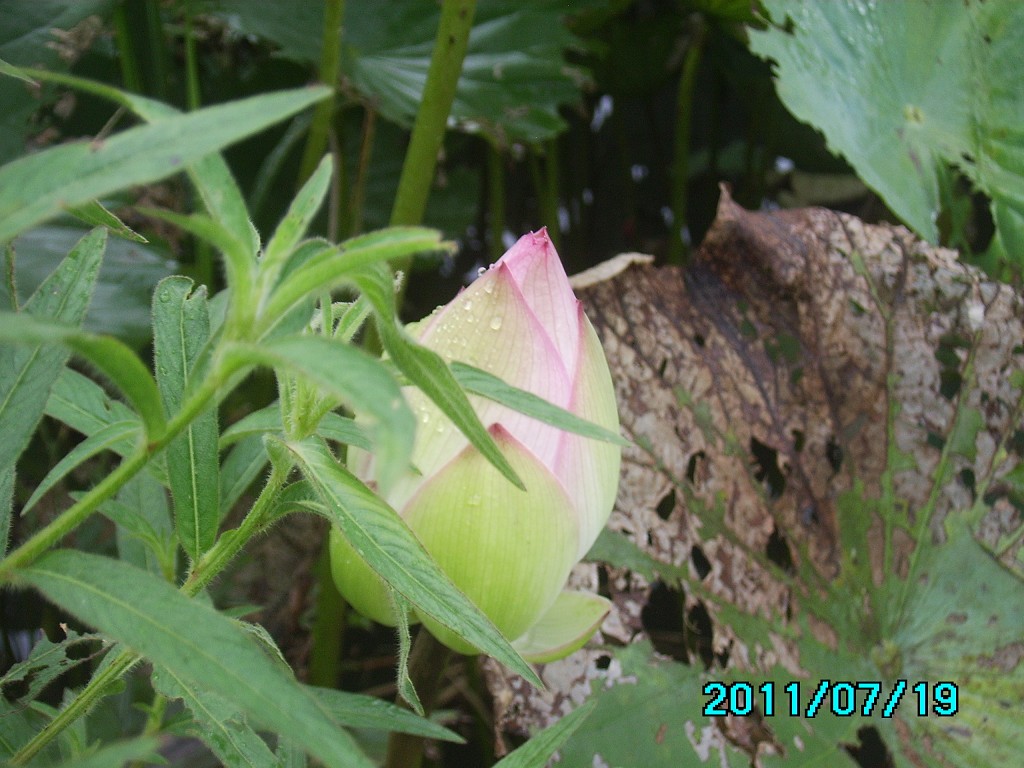http://i.dcview.tw/gallery/201107/584ab1734060d115b78da64f6722f07e.jpg
