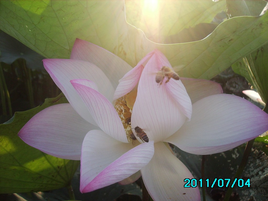 http://i.dcview.tw/gallery/201107/5a7b336993bbe854a987d00b92dd8d61.jpg