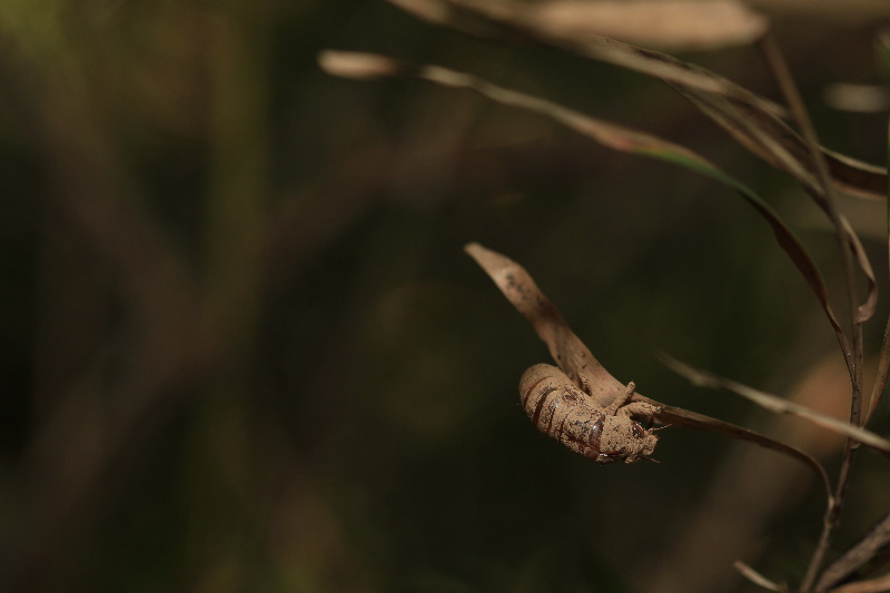 http://i.dcview.tw/gallery/201107/5f58b887f53be63a13b332224e0f177a.jpg