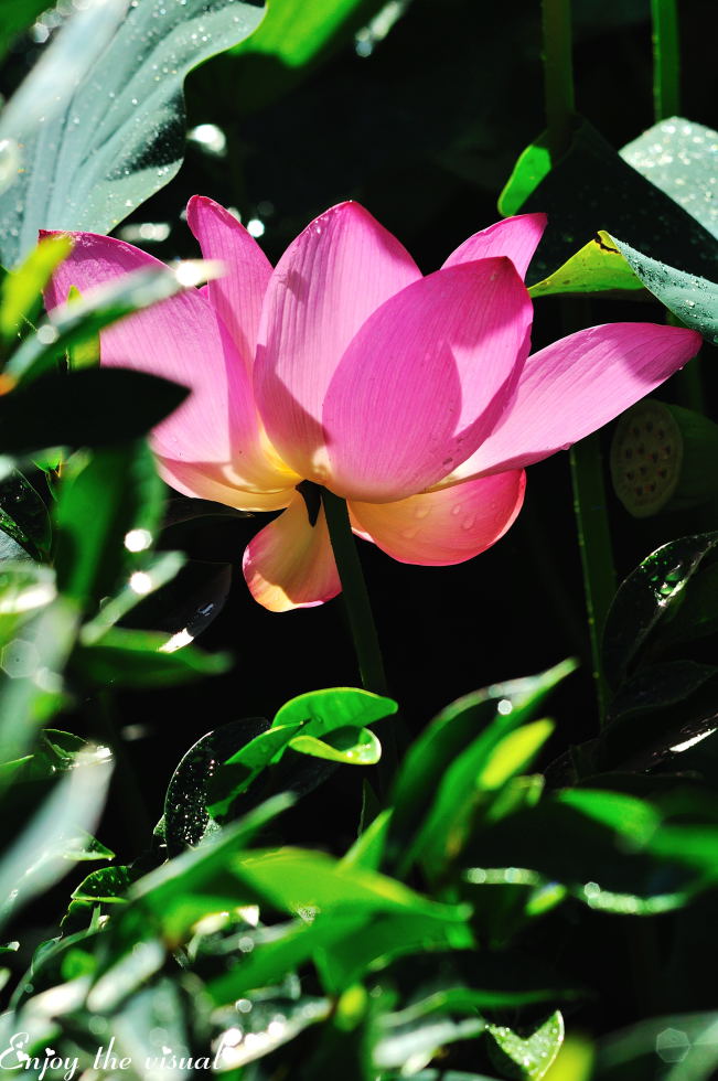 http://i.dcview.tw/gallery/201107/611e9710b34f71f678ae0ae240043f2f.jpg