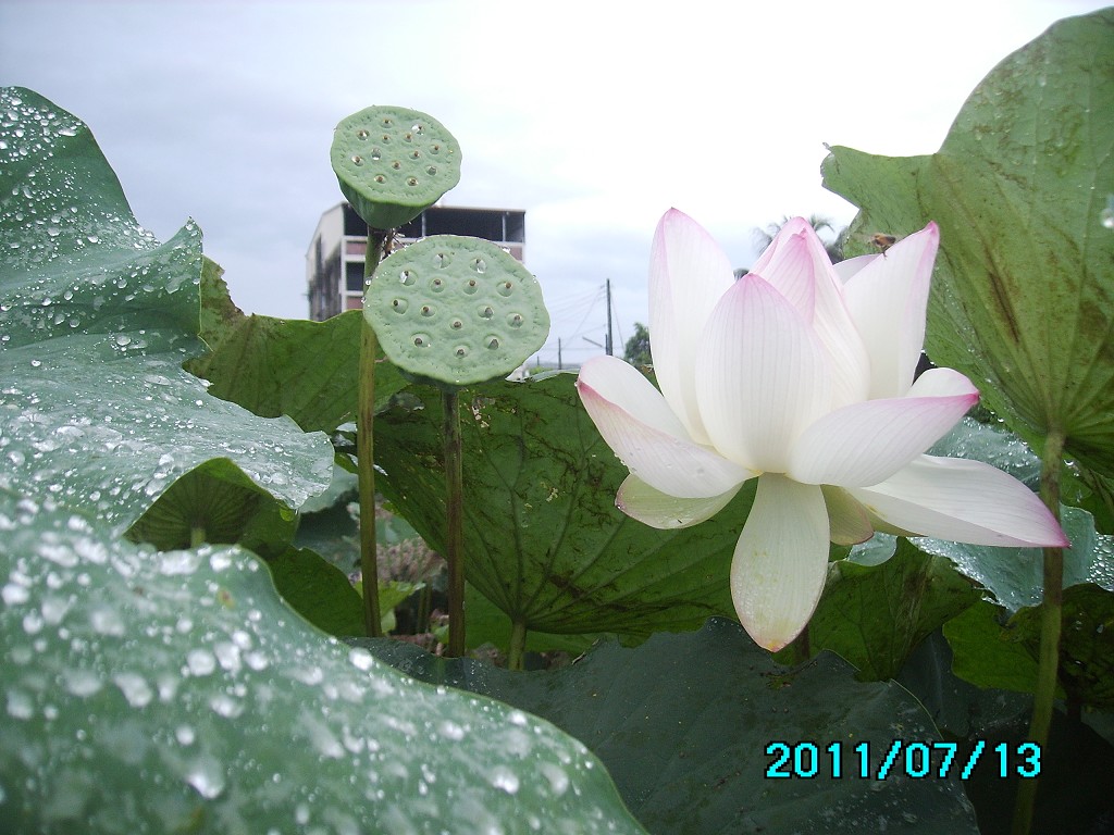 http://i.dcview.tw/gallery/201107/6265fa0108d2088db5b0c3e0b732bb25.jpg