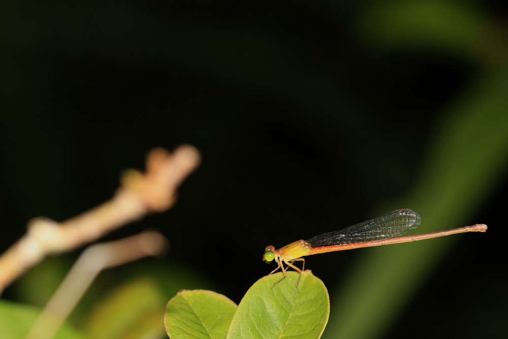 http://i.dcview.tw/gallery/201107/62c036d22ed649f088031c3f4450c8ed.jpg