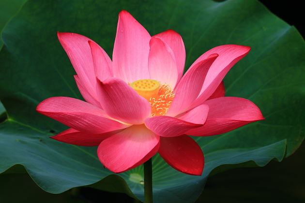 http://i.dcview.tw/gallery/201107/6393e881afed9844d69183b3bba114d6.jpg