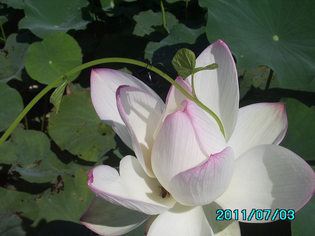 http://i.dcview.tw/gallery/201107/64a8397902219cf68288e7648f2a648f.jpg