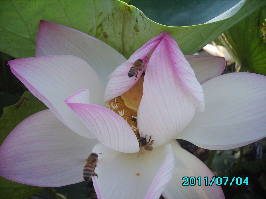 http://i.dcview.tw/gallery/201107/67030fbf6a56d5e2430ee00d8c21aefb.jpg