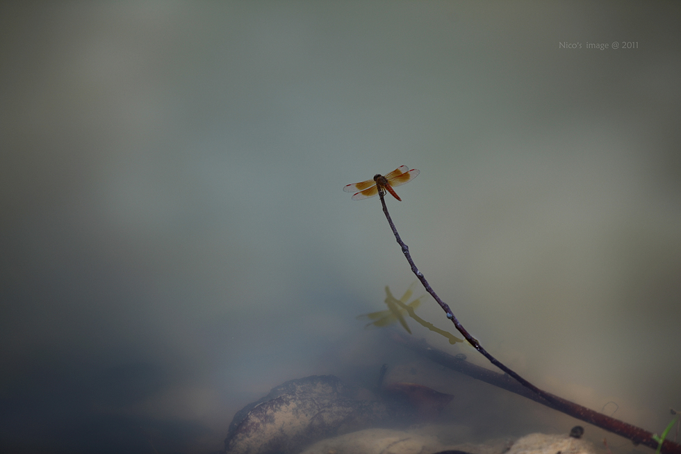http://i.dcview.tw/gallery/201107/6ac2f206a1406e5839c13811a2ab867e.jpg