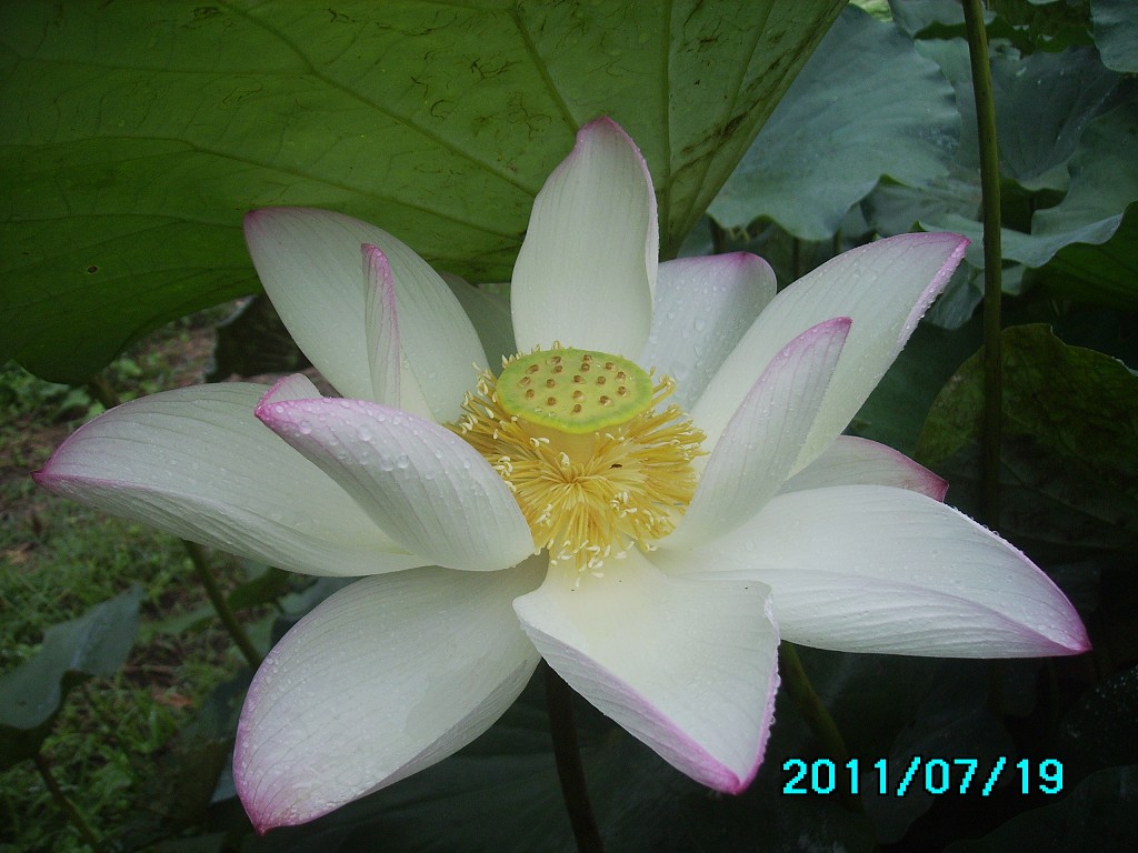 http://i.dcview.tw/gallery/201107/6e5933cf31f42c75e1cb67b29a71d484.jpg