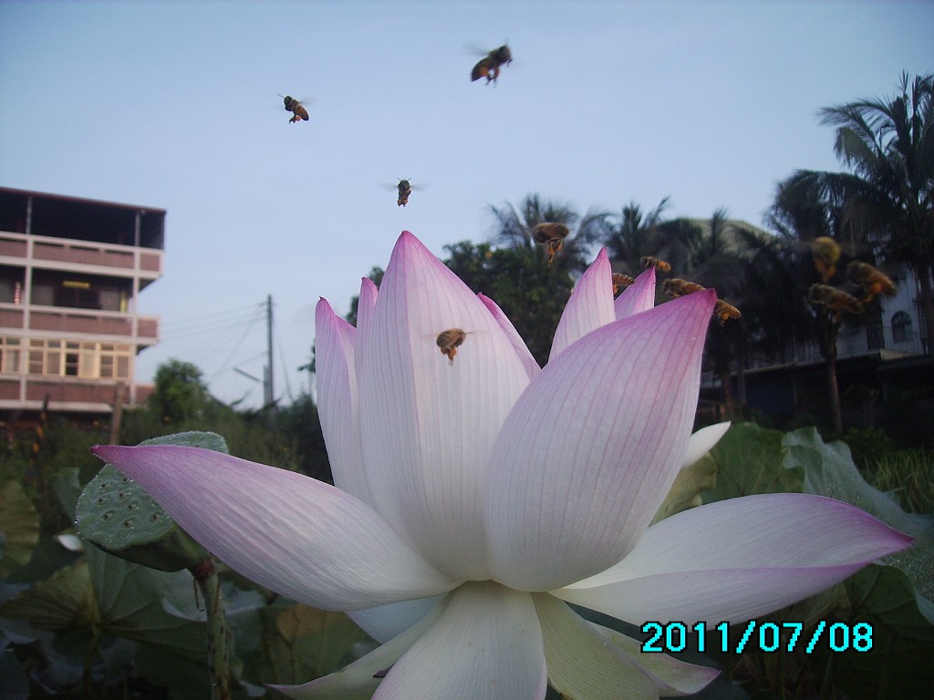 http://i.dcview.tw/gallery/201107/6f3703fd7bb158a83d7887812b1019b5.jpg