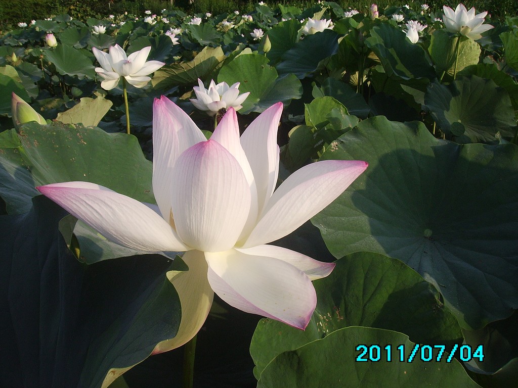 http://i.dcview.tw/gallery/201107/70f5cfe1bf9ab16aa8faa9bb0f6107ff.jpg