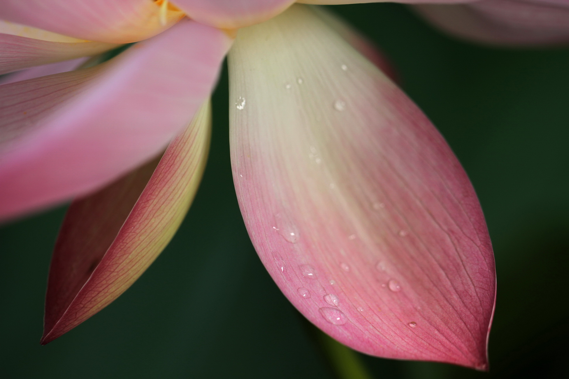http://i.dcview.tw/gallery/201107/7247838871aa9a70d2d9ae46e3347d71.jpg
