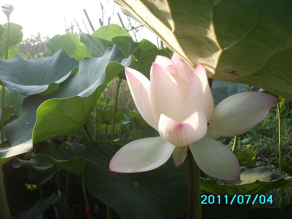 http://i.dcview.tw/gallery/201107/74bb3f8944a0a809581694a39f729bd5.jpg