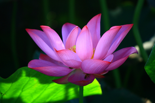 http://i.dcview.tw/gallery/201107/75230644a86a99748eac0b518968b5bb.jpg