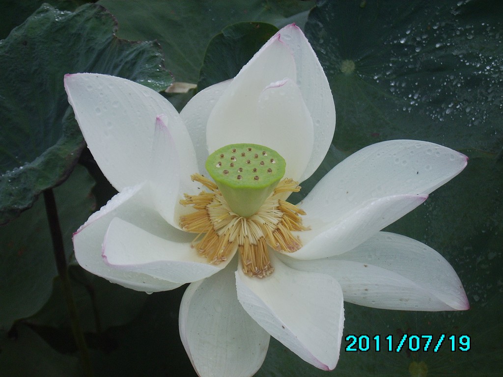 http://i.dcview.tw/gallery/201107/756413a48f2a385b174c467aecd5beab.jpg