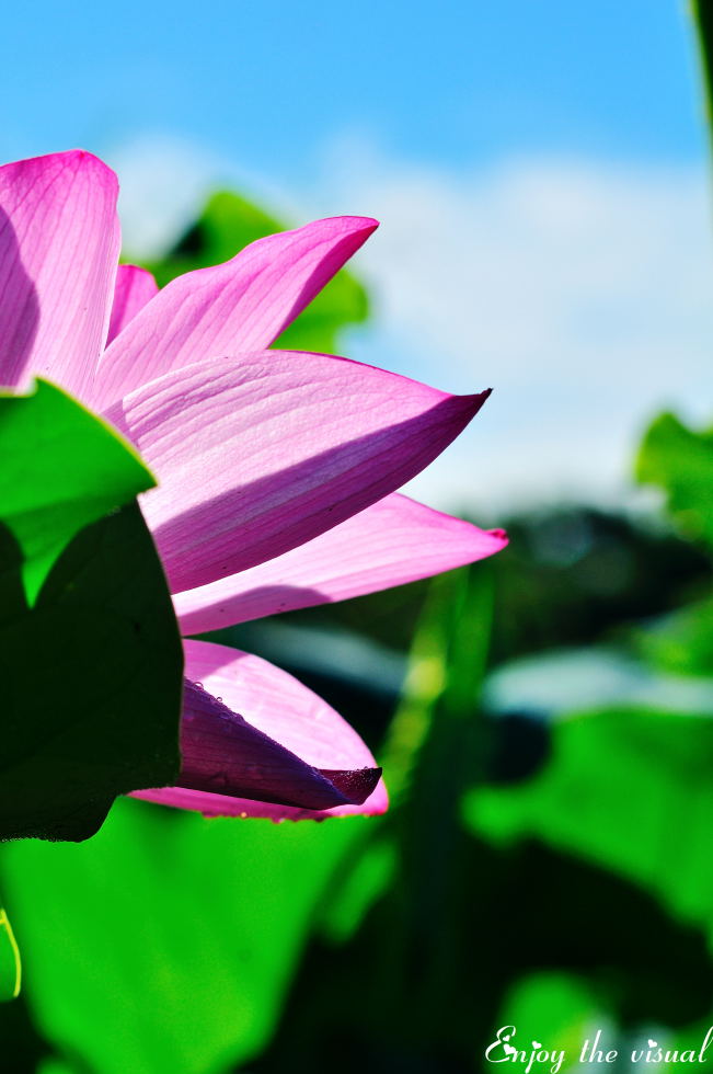 http://i.dcview.tw/gallery/201107/75f1f3b25fc6cb0878c34c9ddfe71d04.jpg