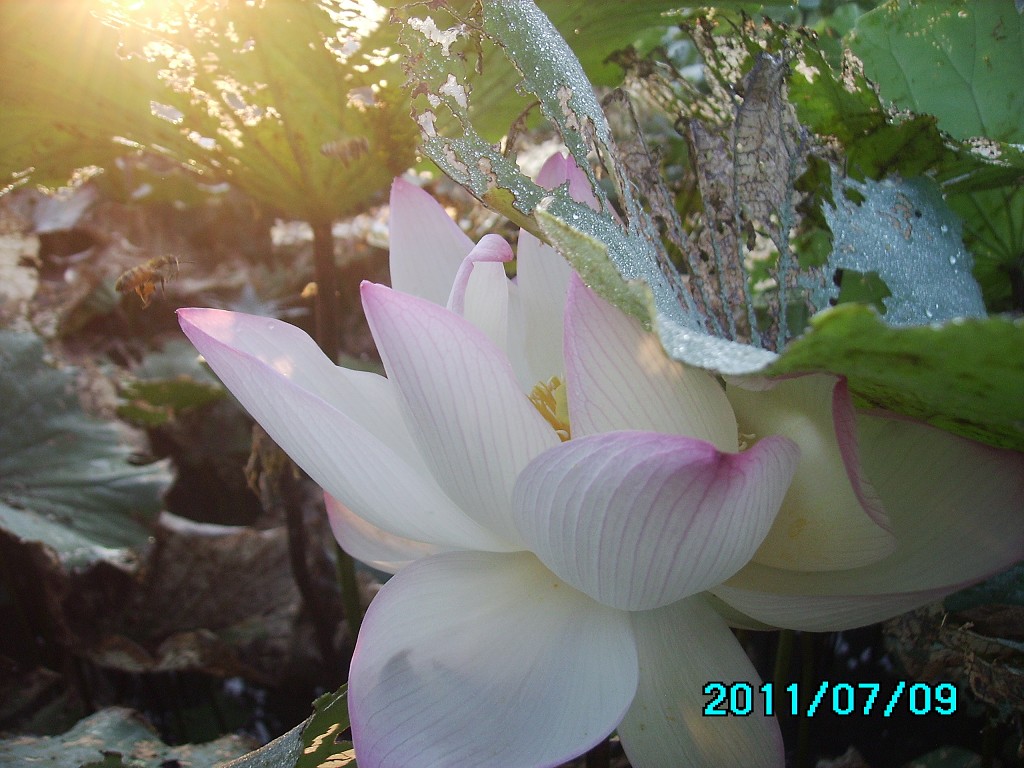 http://i.dcview.tw/gallery/201107/7b156c0815f418179a3e119bb3b4b5c9.jpg