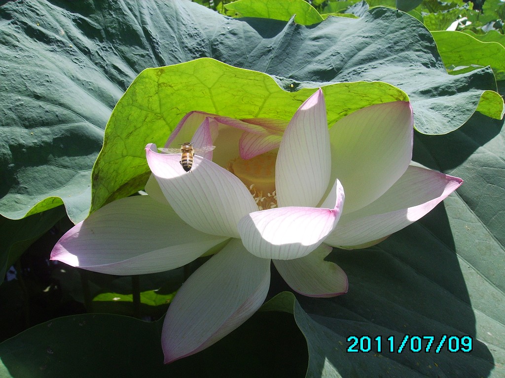 http://i.dcview.tw/gallery/201107/7ecbce5e2974206ced9b021b5fabf727.jpg
