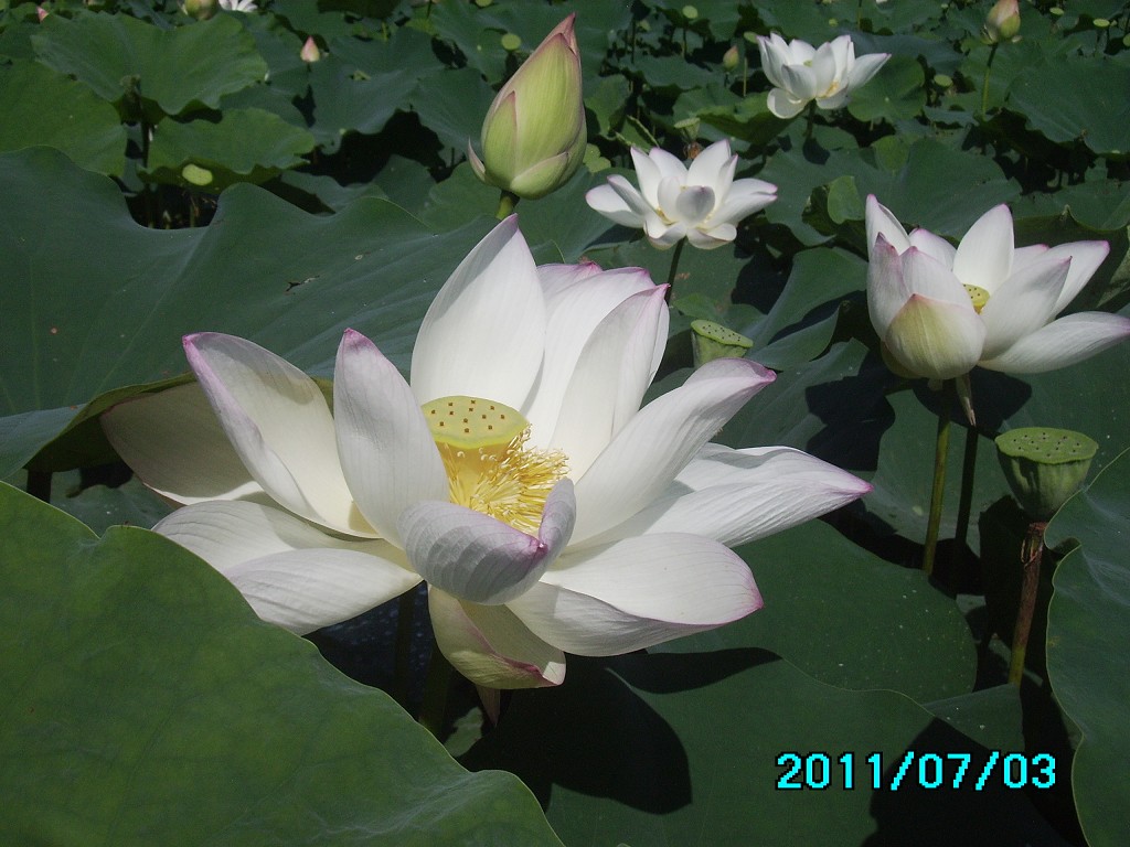 http://i.dcview.tw/gallery/201107/7ff261b59653df34fe6306763e6a82e8.jpg