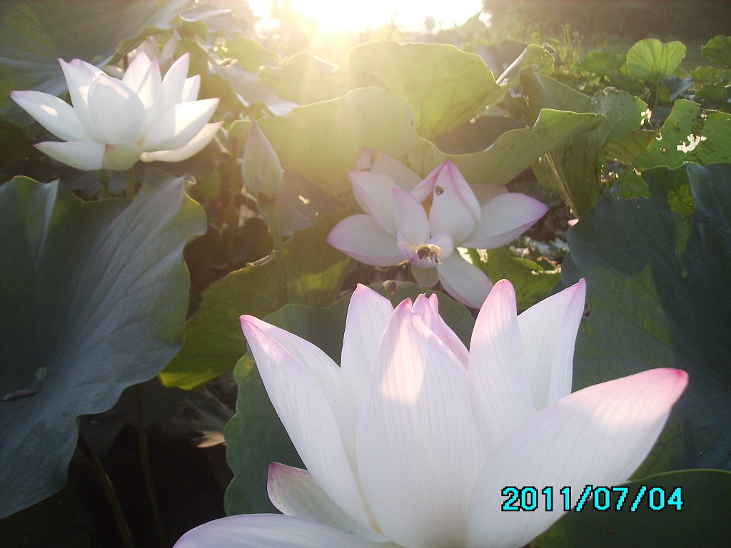 http://i.dcview.tw/gallery/201107/808968c80f32be985ae8cf87ec18db3f.jpg