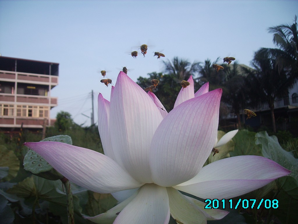 http://i.dcview.tw/gallery/201107/811b9dc951907bcd5bbdd29e108a7277.jpg