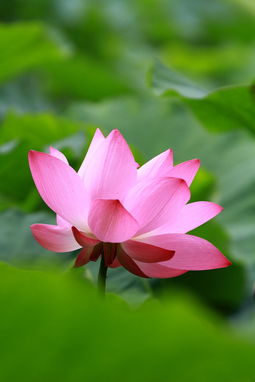 http://i.dcview.tw/gallery/201107/835de644d2a80d2147d6f5a781a1a608.jpg