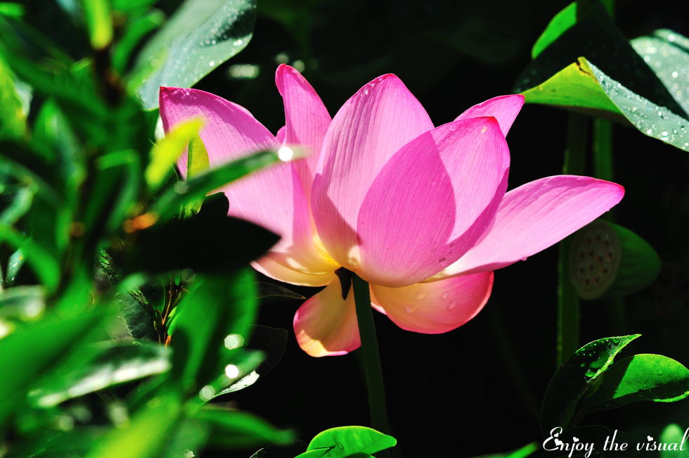 http://i.dcview.tw/gallery/201107/8404b39209ec309092e10fa65344dd68.jpg