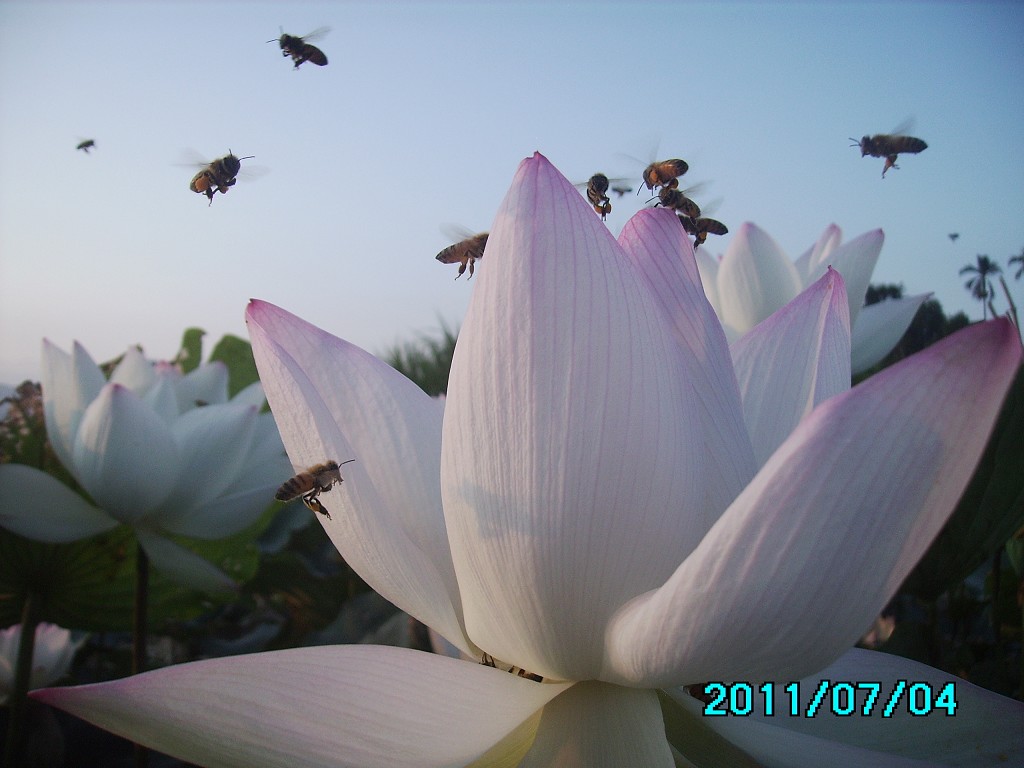 http://i.dcview.tw/gallery/201107/85844641f708873ef0cb6516818ec54d.jpg