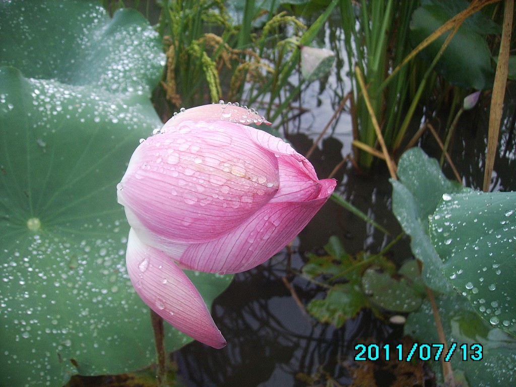 http://i.dcview.tw/gallery/201107/89634bd460589997c6027e4b79fbf0dd.jpg