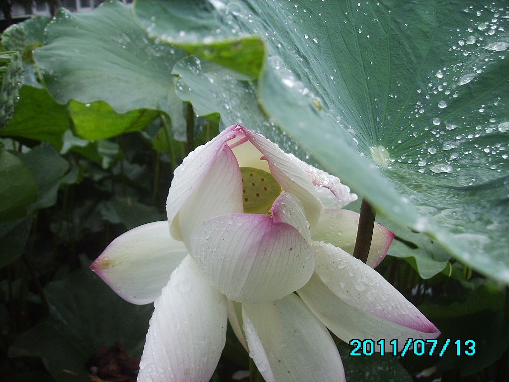 http://i.dcview.tw/gallery/201107/8bd1b3257034ba0ada0083521e48abde.jpg