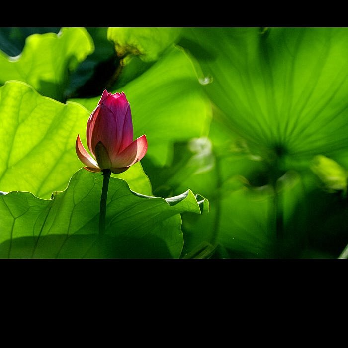 http://i.dcview.tw/gallery/201107/8bf4ac45bf988fd543cbd926625942b6.jpg