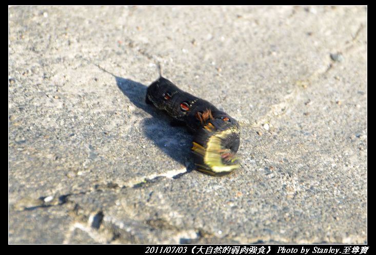 http://i.dcview.tw/gallery/201107/9110d43987a187282bca3a5c705ff21b.jpg