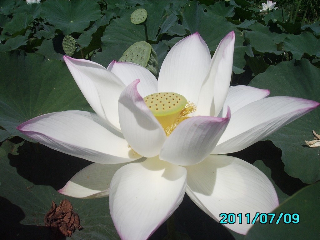 http://i.dcview.tw/gallery/201107/934b5290bd48ca717460f919a73d2600.jpg