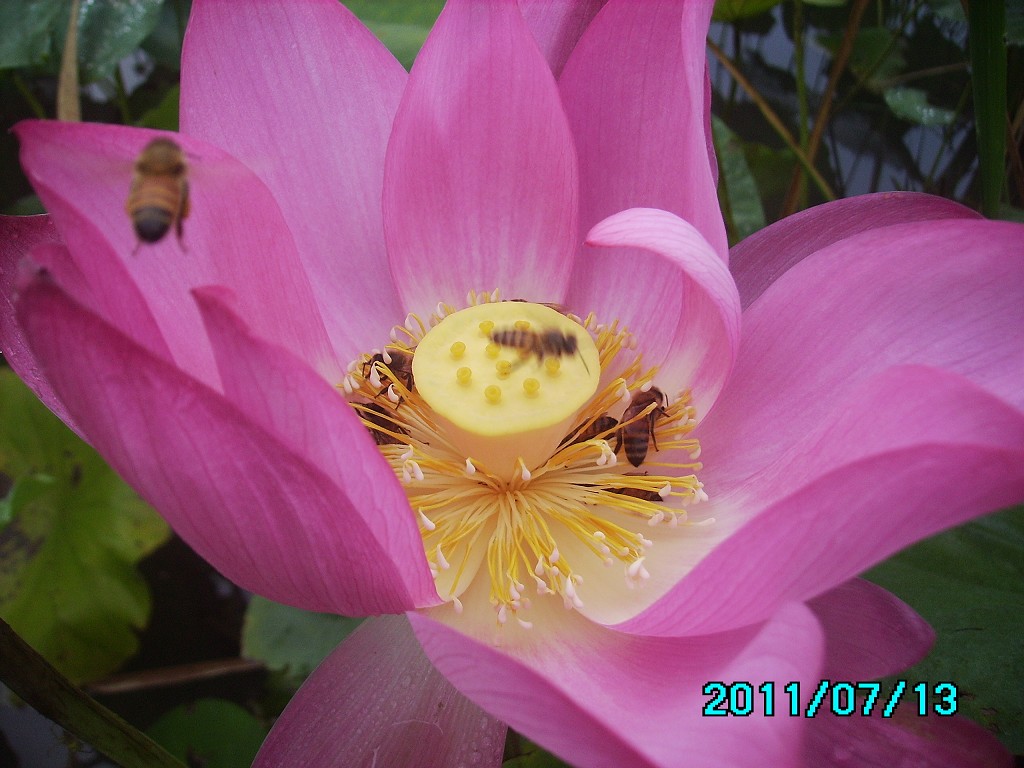 http://i.dcview.tw/gallery/201107/9431ed31a2825bd58e60c0ba8e1b4b9f.jpg