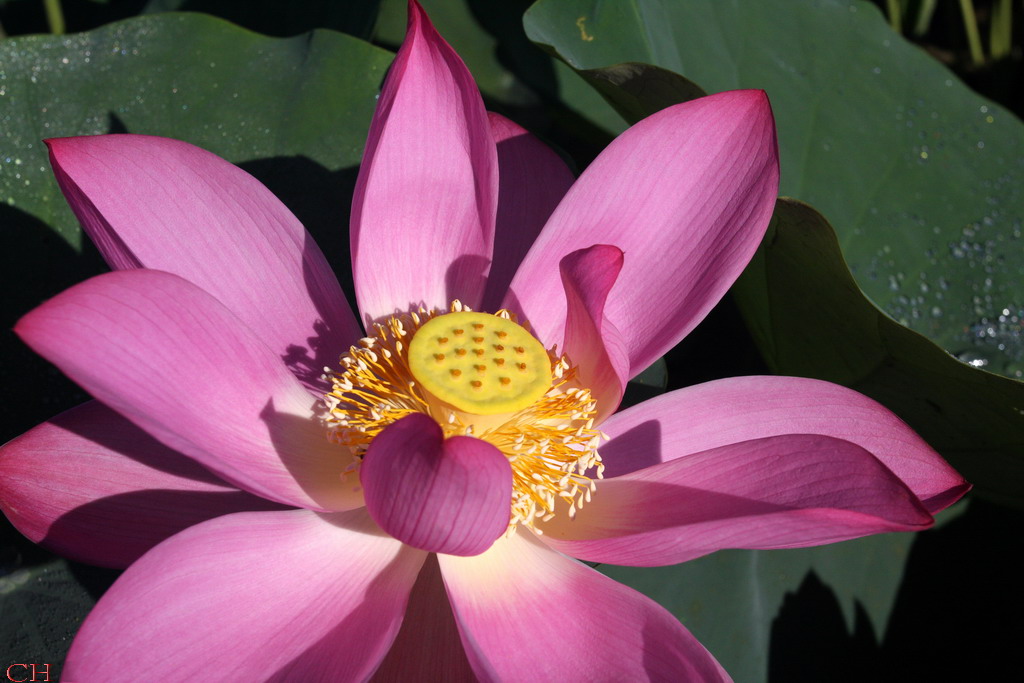 http://i.dcview.tw/gallery/201107/9764b8a36347cfc3c287c2c591905399.jpg