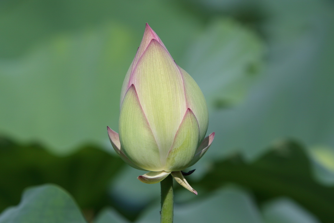 http://i.dcview.tw/gallery/201107/9a56f3df5061518ca4e43d3a85cae917.jpg