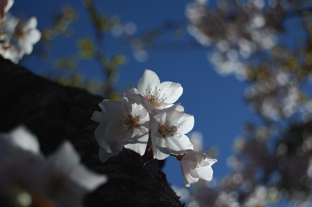 http://i.dcview.tw/gallery/201107/9a748eb1d5859a7a4c164ba1228a8dbd.jpg