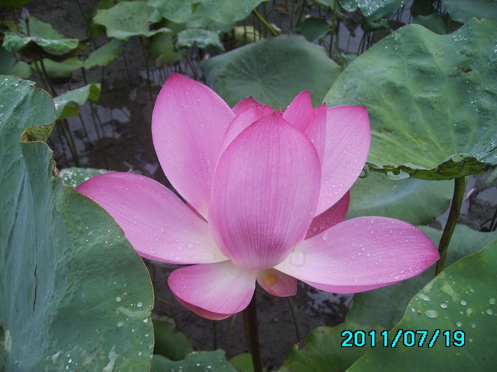 http://i.dcview.tw/gallery/201107/9b4d992aa7046b95729abdf6d0f56c8f.jpg