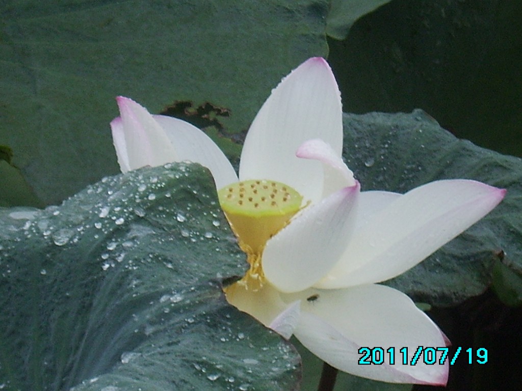 http://i.dcview.tw/gallery/201107/9b7b50469e7cf78767e8de222afe63a2.jpg