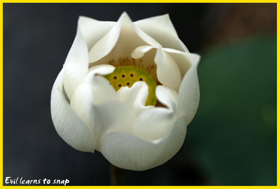http://i.dcview.tw/gallery/201107/a4cebeea118c1b9507e44adec0fcf1ba.jpg