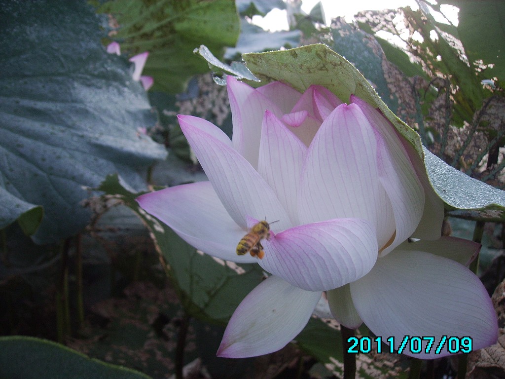 http://i.dcview.tw/gallery/201107/a54d015563a0d13e77ef09daa4598197.jpg