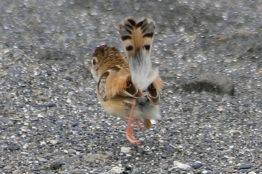 http://i.dcview.tw/gallery/201107/a7100b812c7a25027a4b0d5bfab11209.jpg