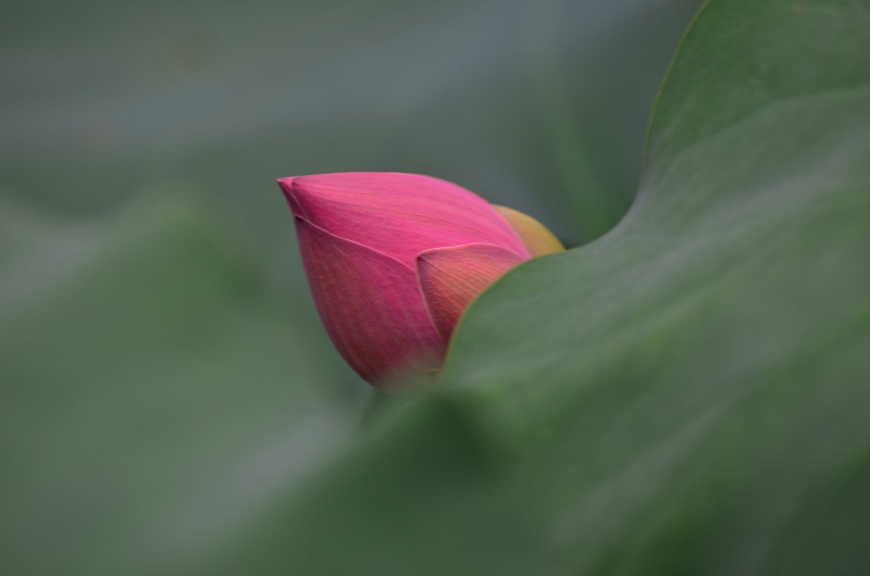 http://i.dcview.tw/gallery/201107/abc2d78414bfbc3223bbc6c0513782f6.jpg